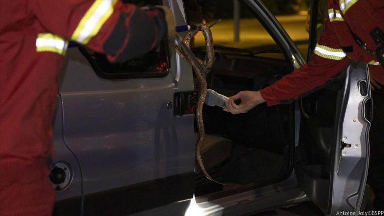 🚨 Faits divers – Un cobra en liberté près de Toulouse : la psychose gagne les habitants de la région